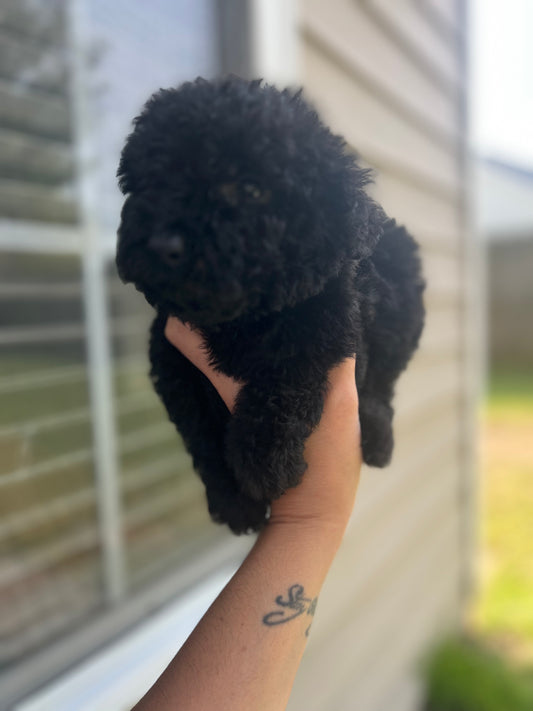 Milo