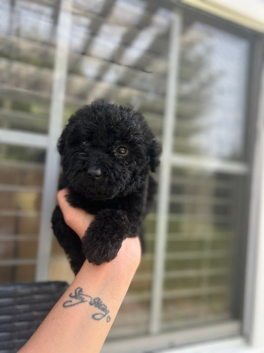 Milo