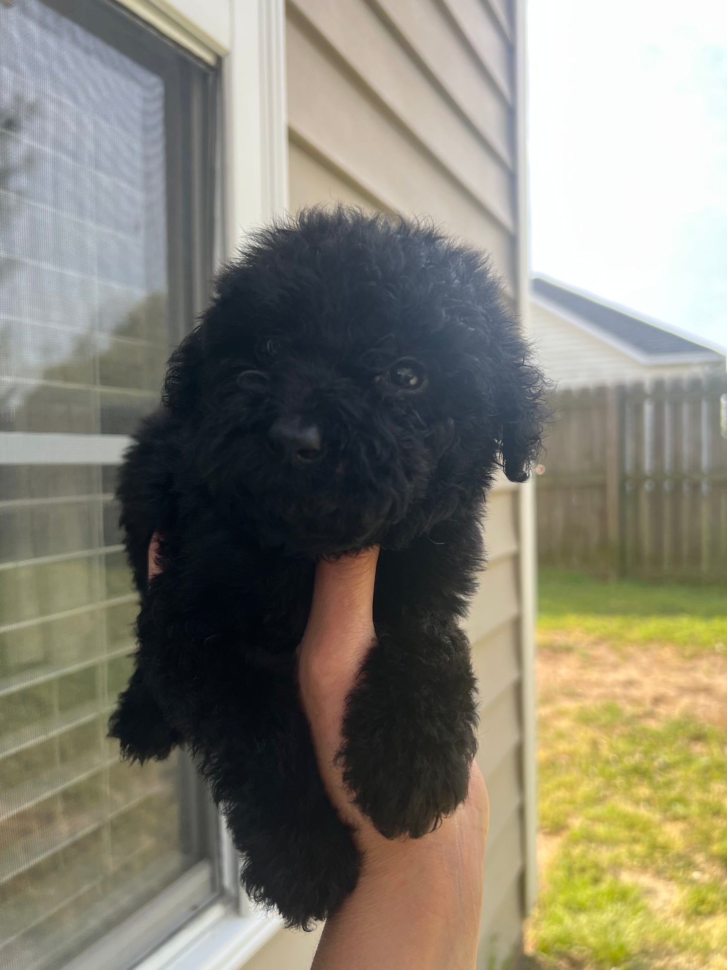 Milo