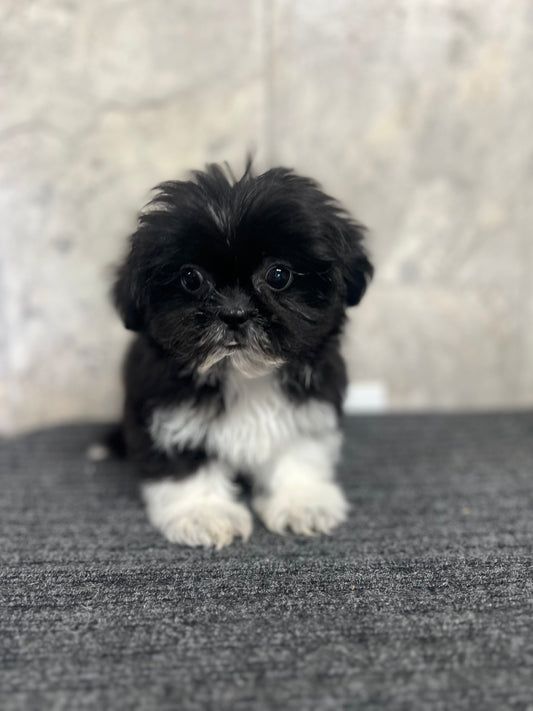 Sofi