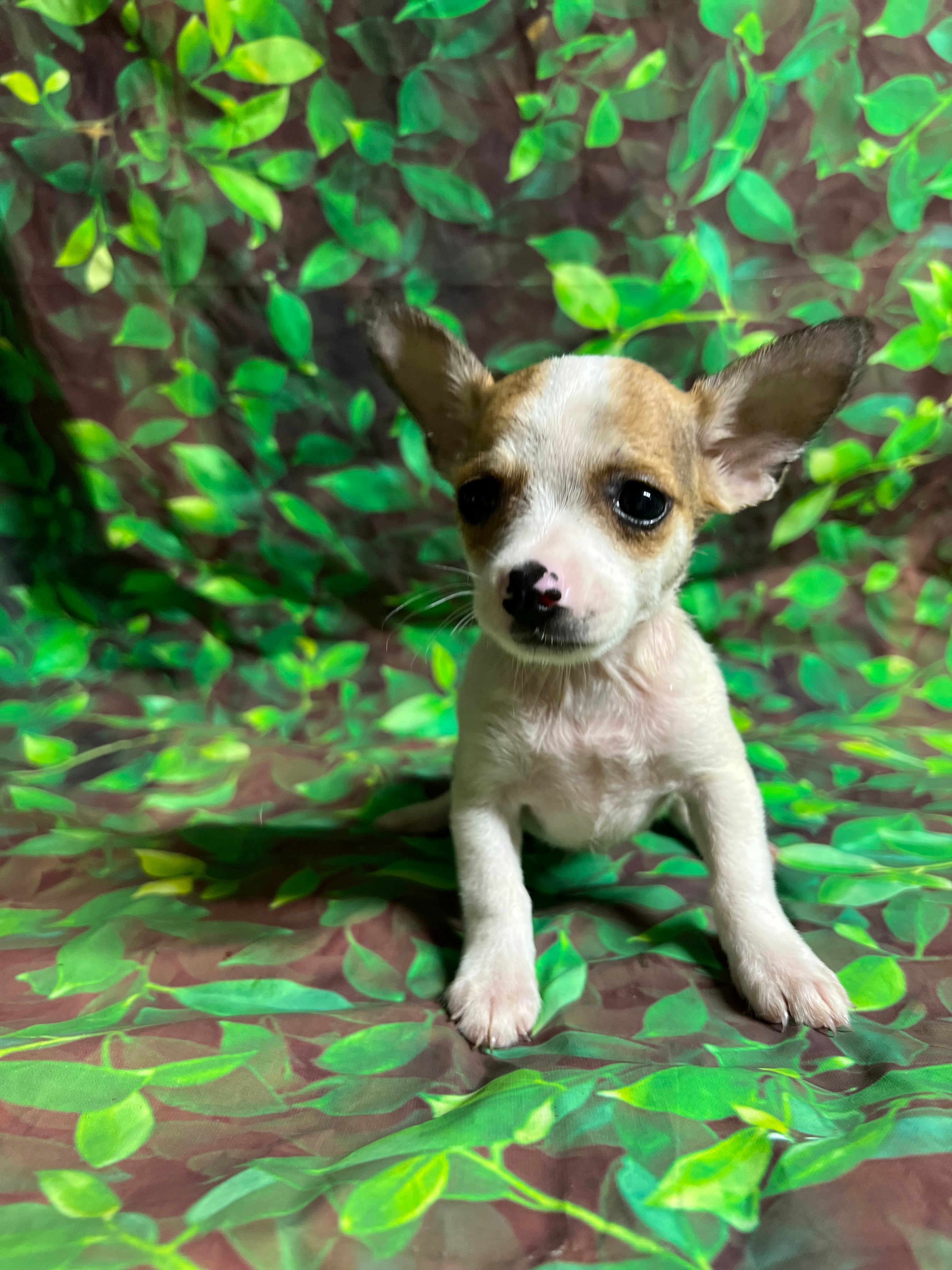 The Insiders Guide To Finding Dream Puppies On Craigslist San Antonio - 3s2vby1