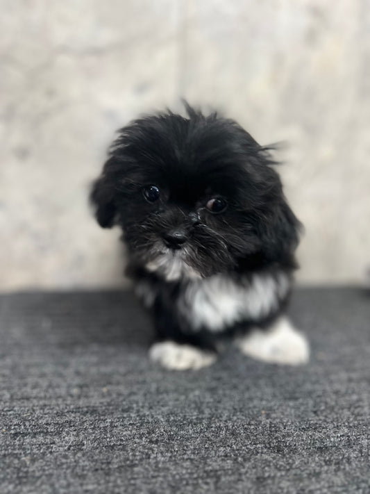 Luci