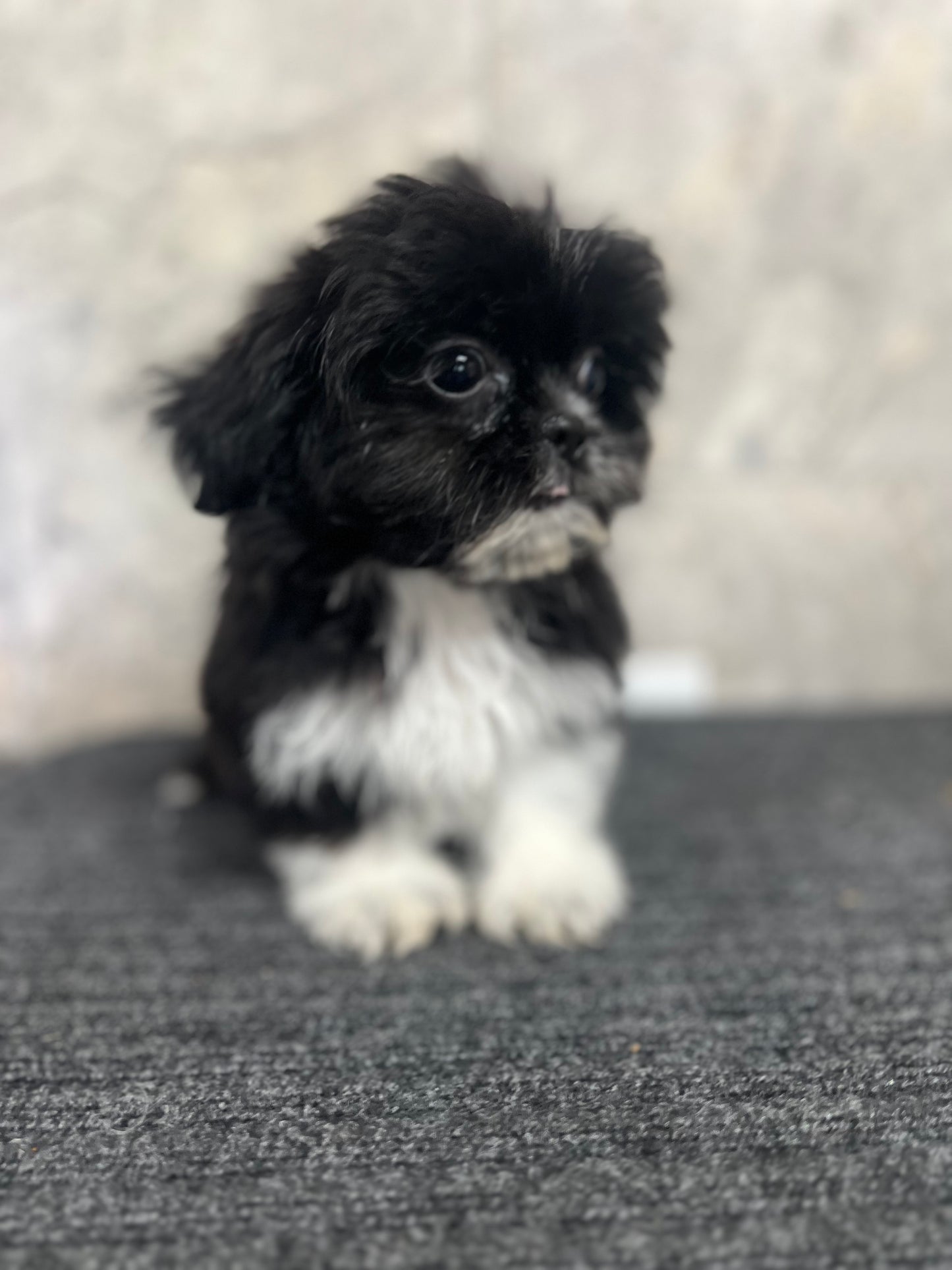 Sofi