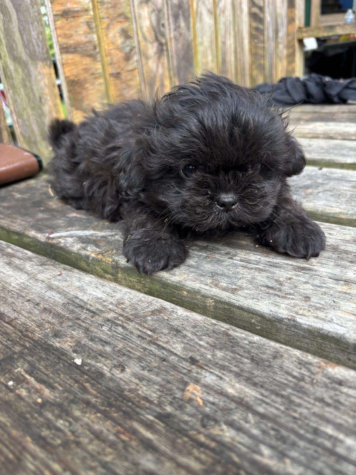 Oso