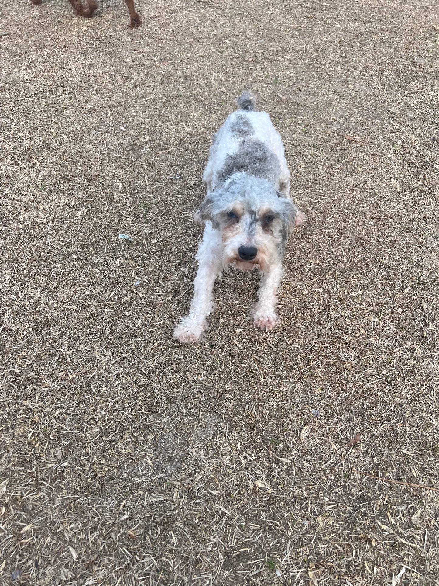 Toy poodle litter